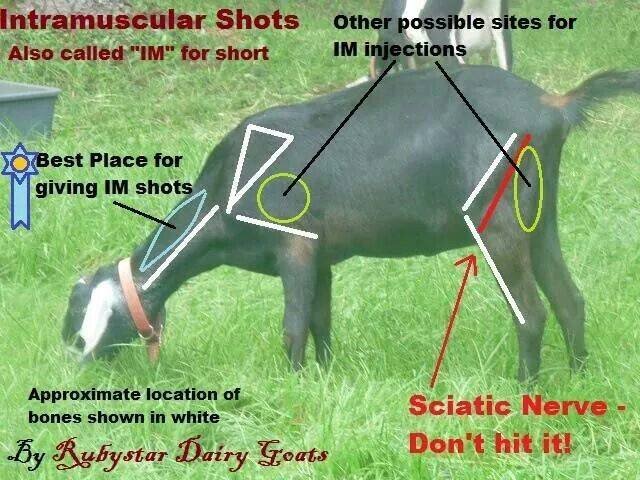 Вот я всегда колю в тот зелененький кружочек, что на заднице. Пугают тут седалищным нервом — но он в межмышечной ложбинке спрятан, если знаешь об этом — на спокойном животном никак не заденешь.