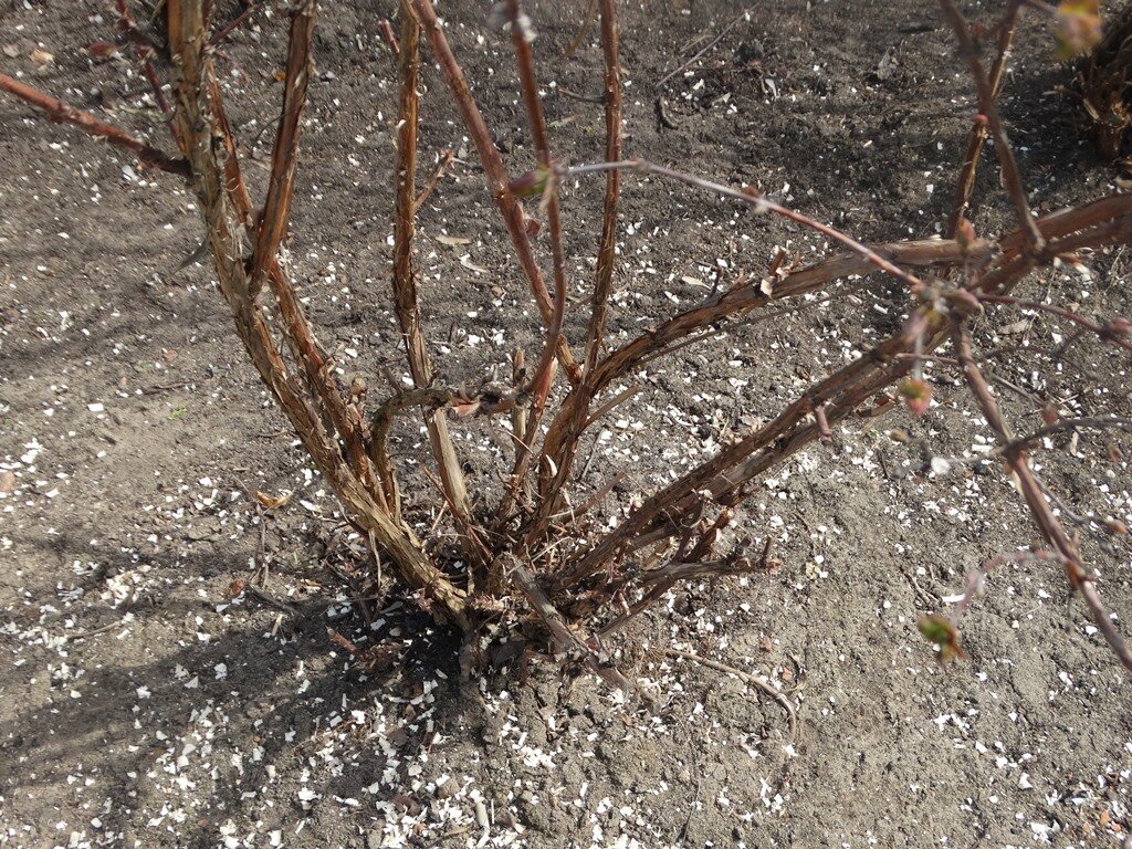 Жимолость на приусадебном участке весной