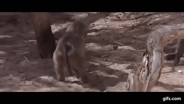 Обезьянки ;)