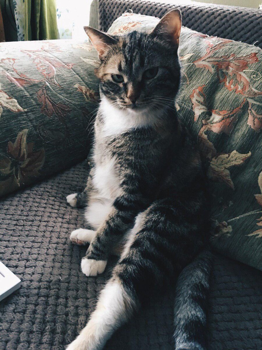 Дрессировать меня? Ты это серьёзно?!