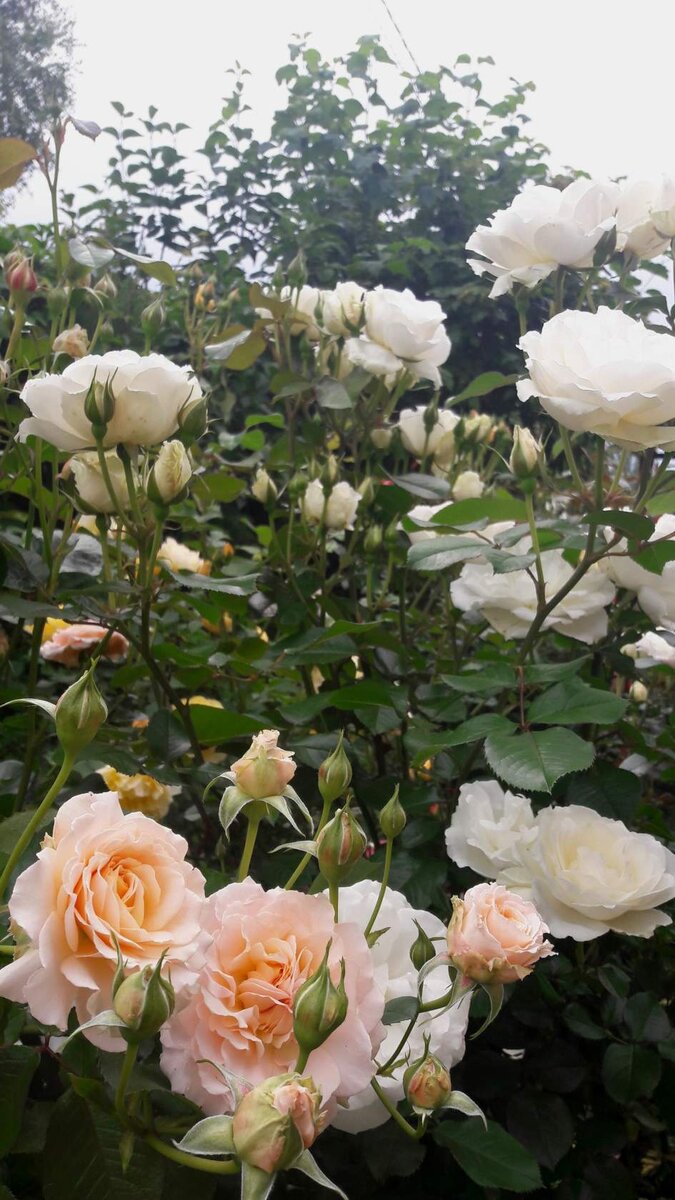 Шраб Маджори Маршал и флорибунда Принцесс оф Уэльс. 