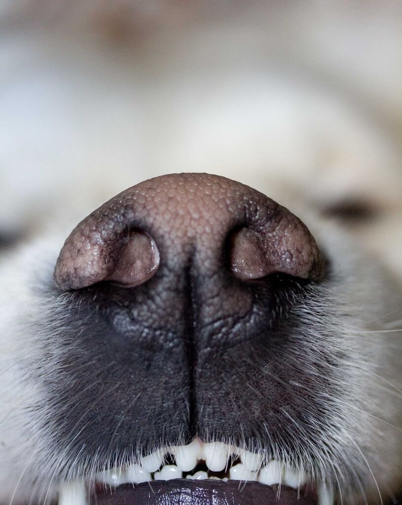 Мокрый и холодный нос у собаки: миф или реальный признак здоровья? [Собаки Dogs]