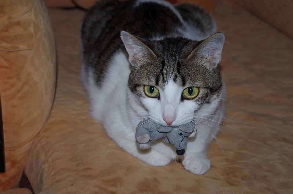 Автор фото: https://www.maxpixel.net/photo-1033654