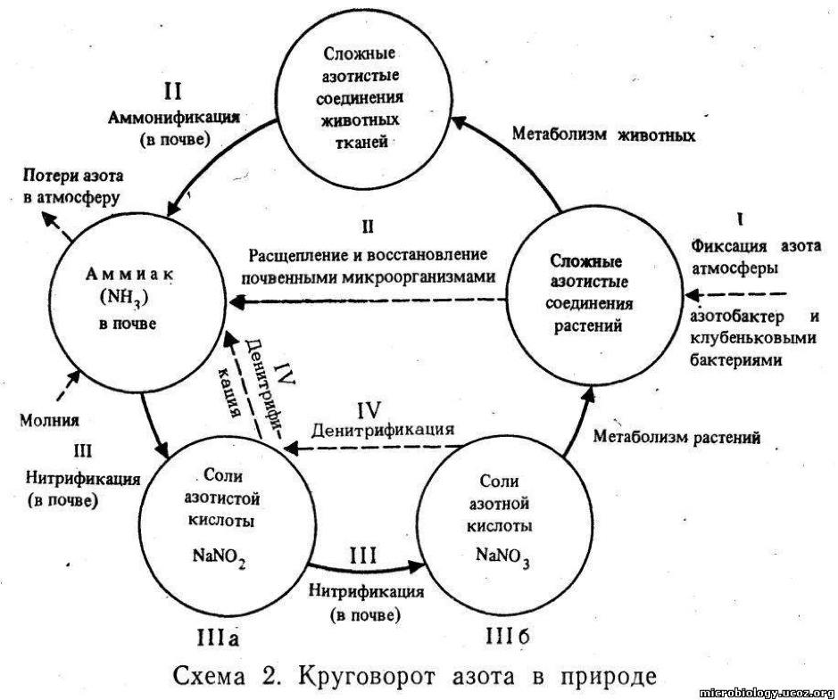 Аммонификация