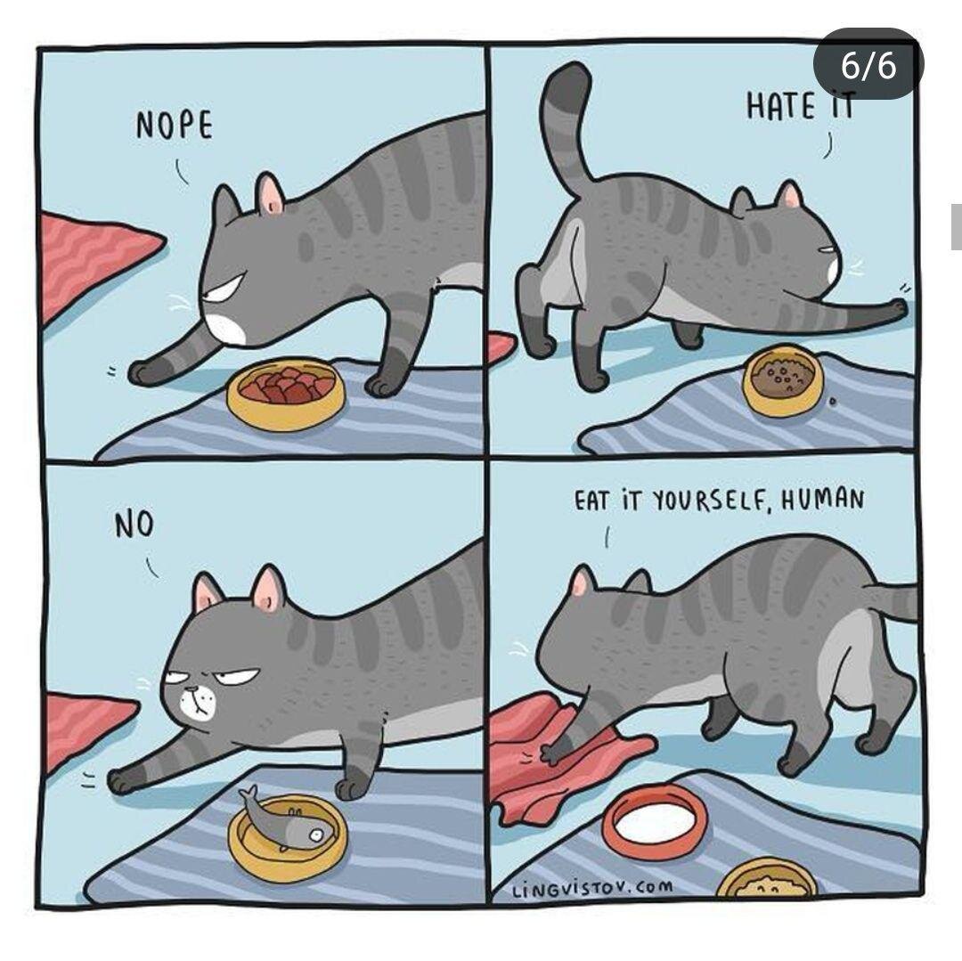 день из жизни кошки