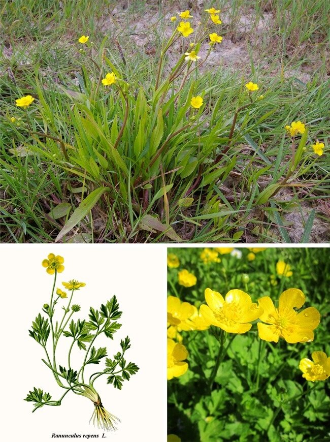  На первом месте у нас Лютик :)