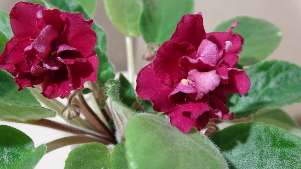 нажмите для увеличения изображения