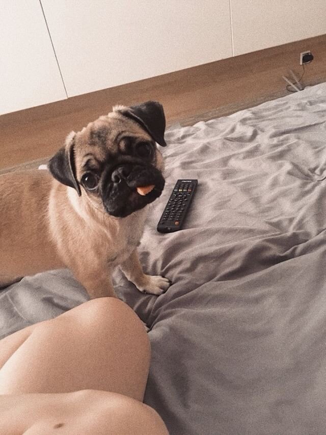 Стоит ли заводить собаку породы мопс 🤔