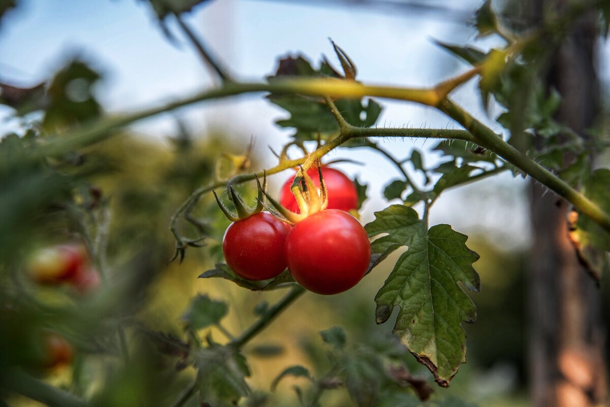 Полезные продукты, которыми легко отравиться