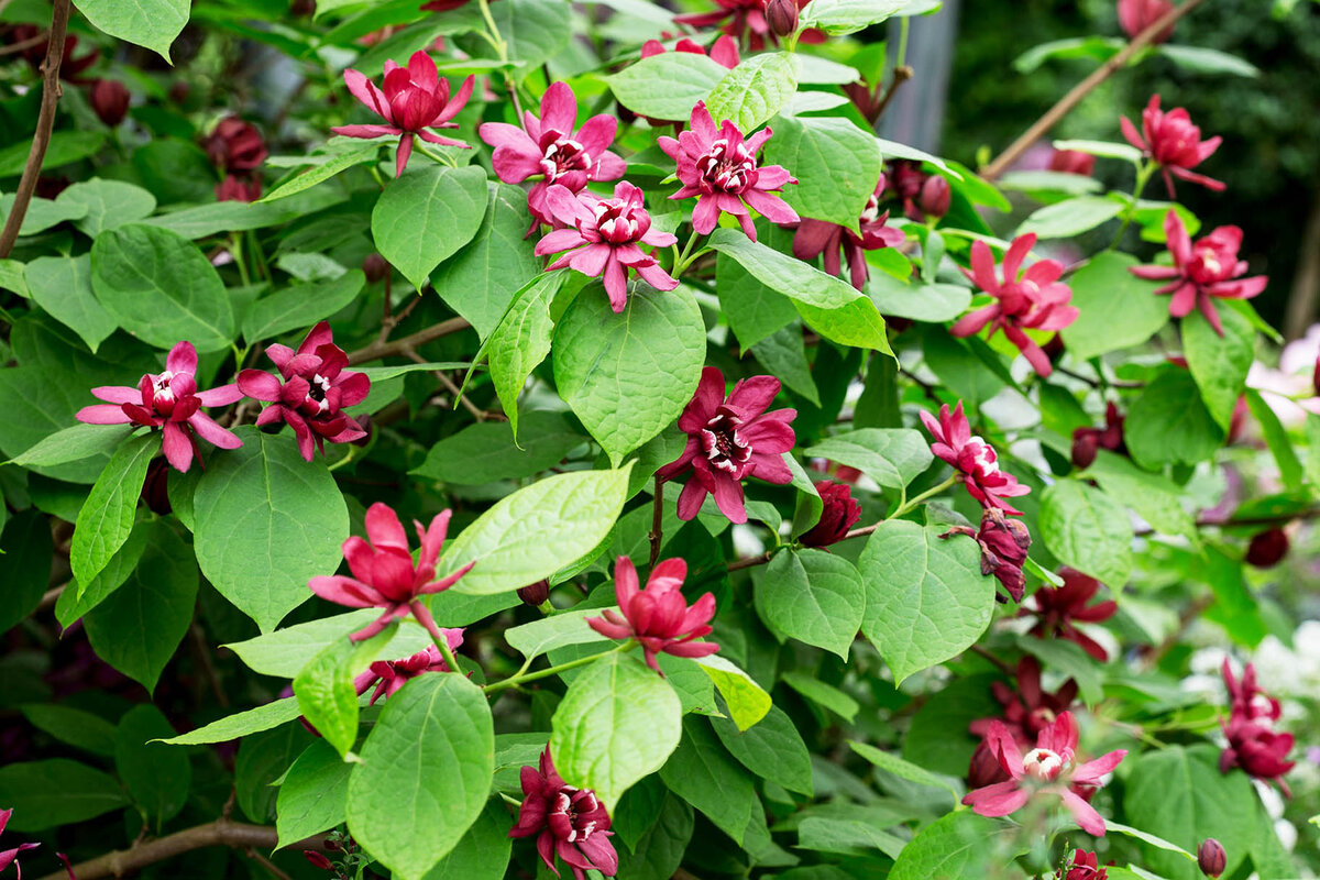 Каликант цветущий (calycantus floridus). Молодые листья - бархатно-мохнатые, а затем пушок остаётся только на нижней стороне листа.