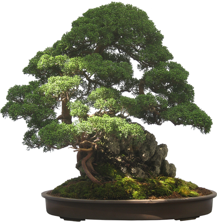 https://pixabay.com/illustrations/bonsai-tree-plant-potted-plant-2202769/