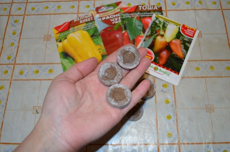 Провожу посев перца и томатов в торфяные таблетки.