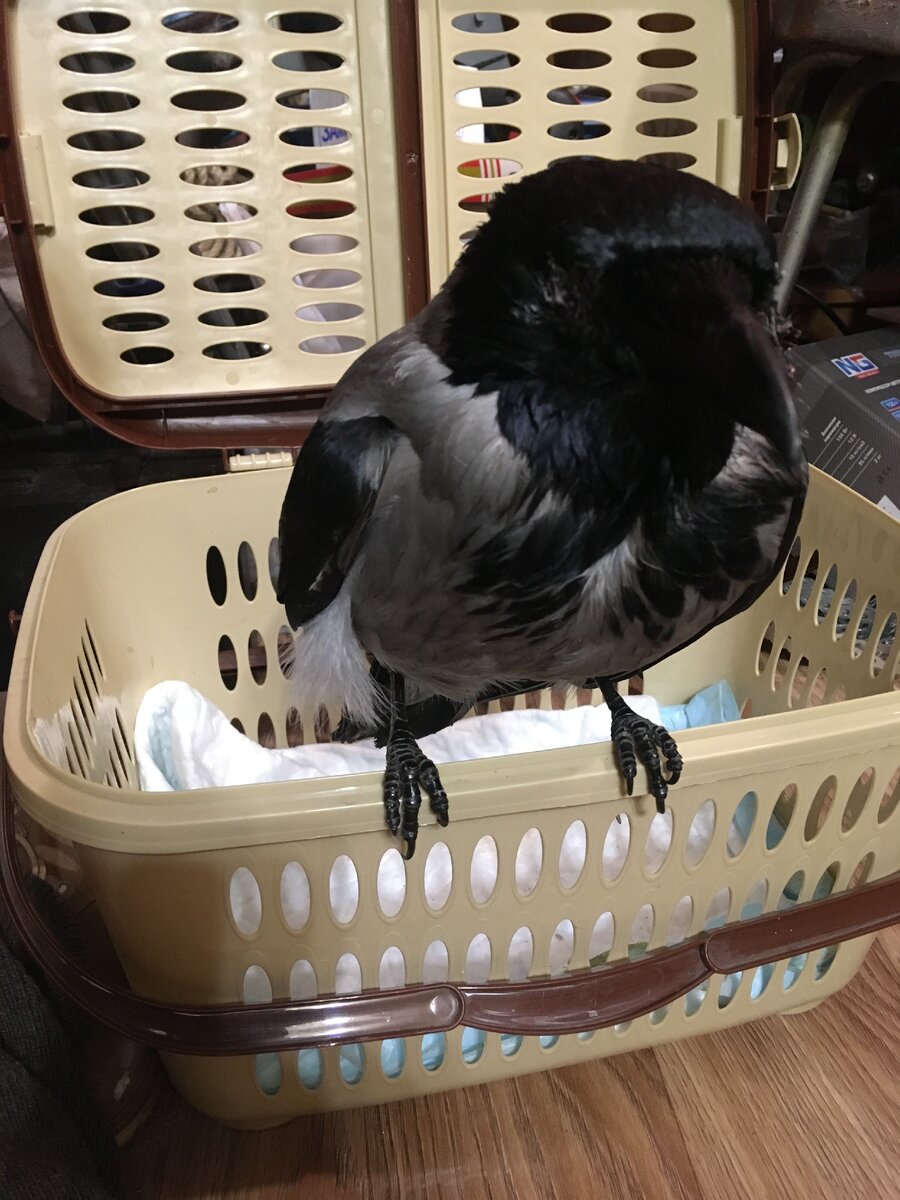 Изображение автора.