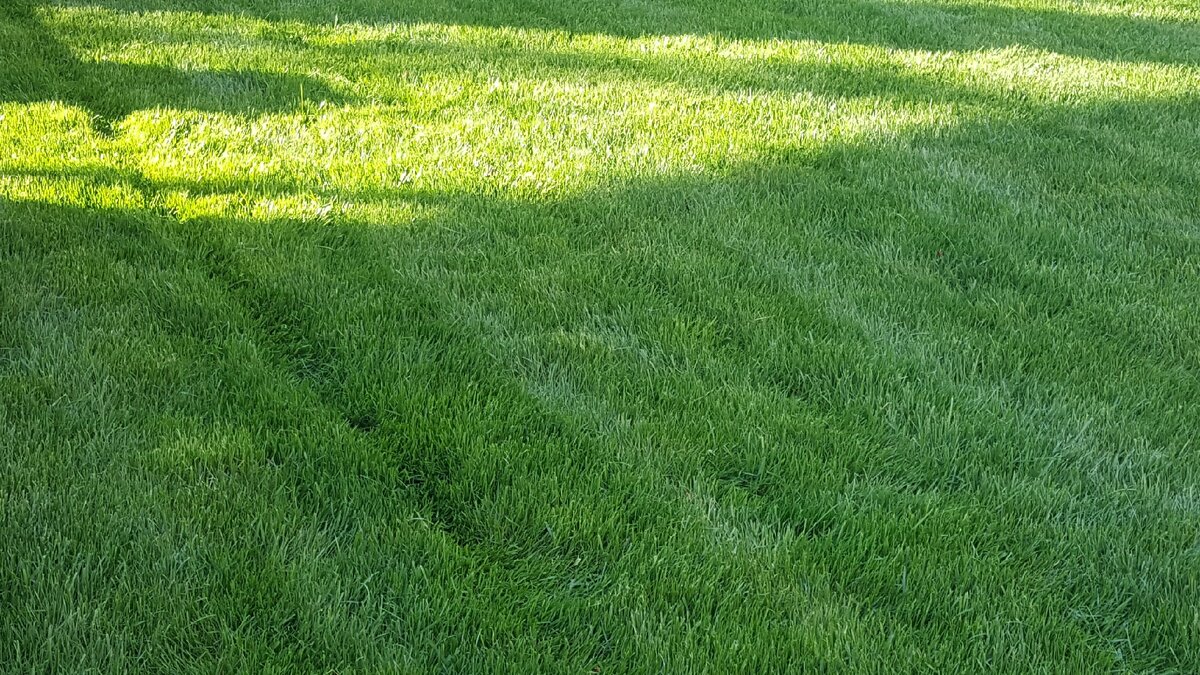 Рулонный газон после стрижки