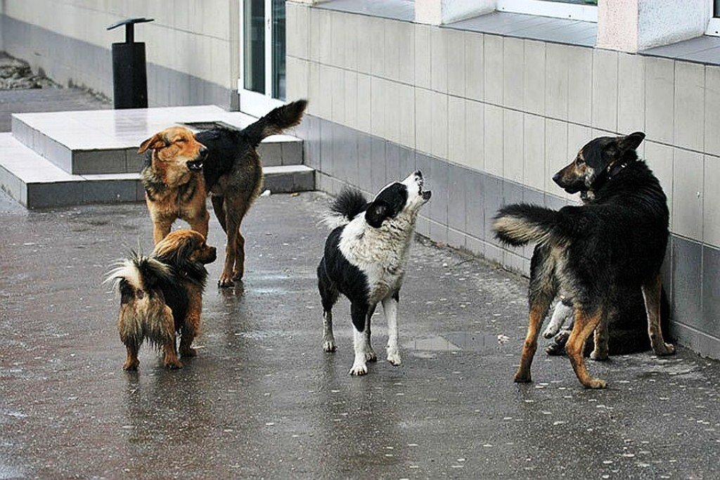 фото с gorod-ust-labinsk.ru