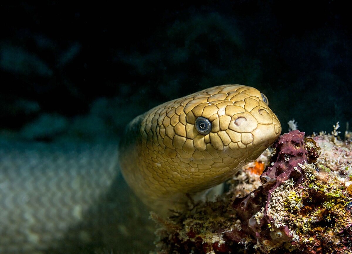 Смарагдовый полоз. Оливковая змея. Aipysurus laevis. Оливковая змея. Philothamnus semivariegatus.