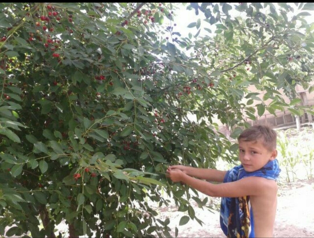 Личное фото . Вишня в саду.