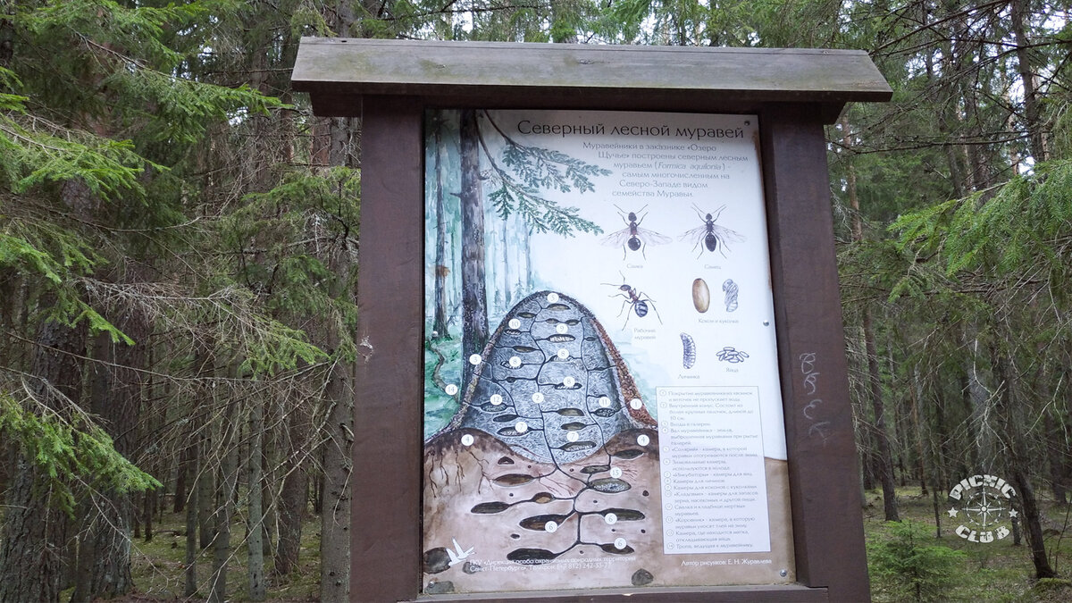 Государственный природный заказник Озеро Щучье. National Park Shhuchye Lake  | PICNIC CLUB | Дзен