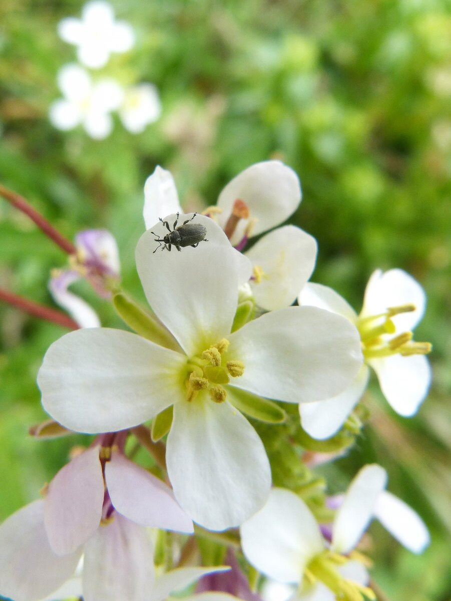 Долгоносик (фото с pixabay.com)