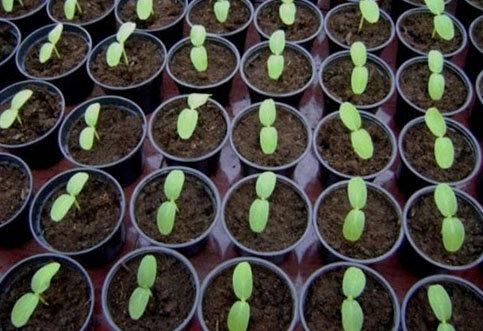 Вот так вот выглядит проросшая рассада кабачка