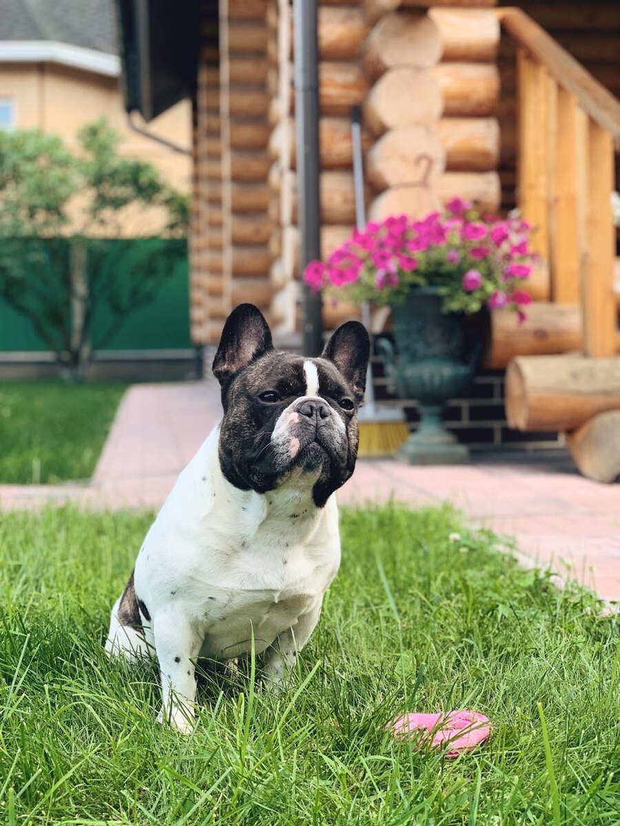 Когда позвали кушать безешки...