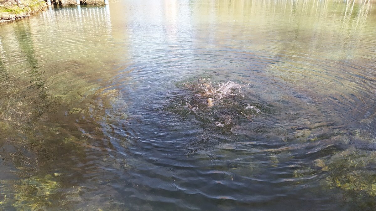 рыба бросается на корм