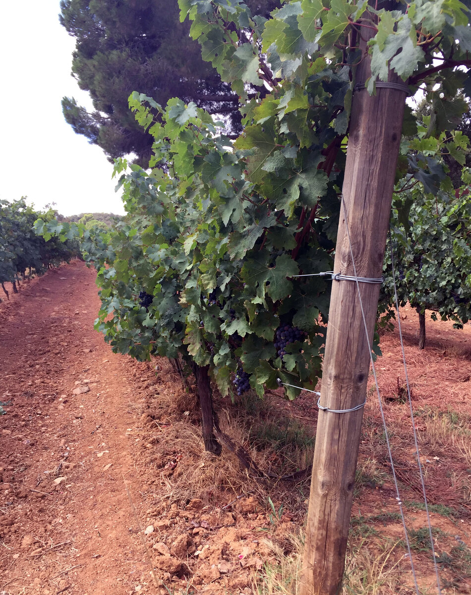 Виноградники Испании