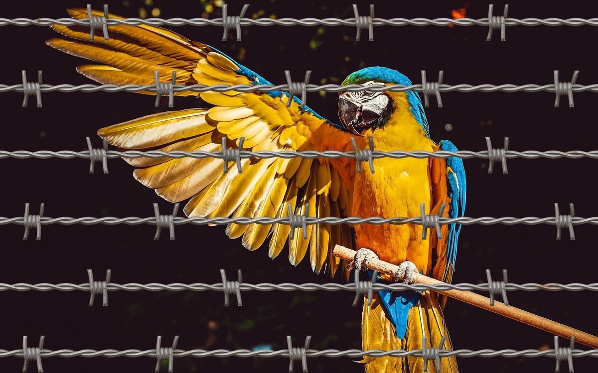 Свободу попугаю