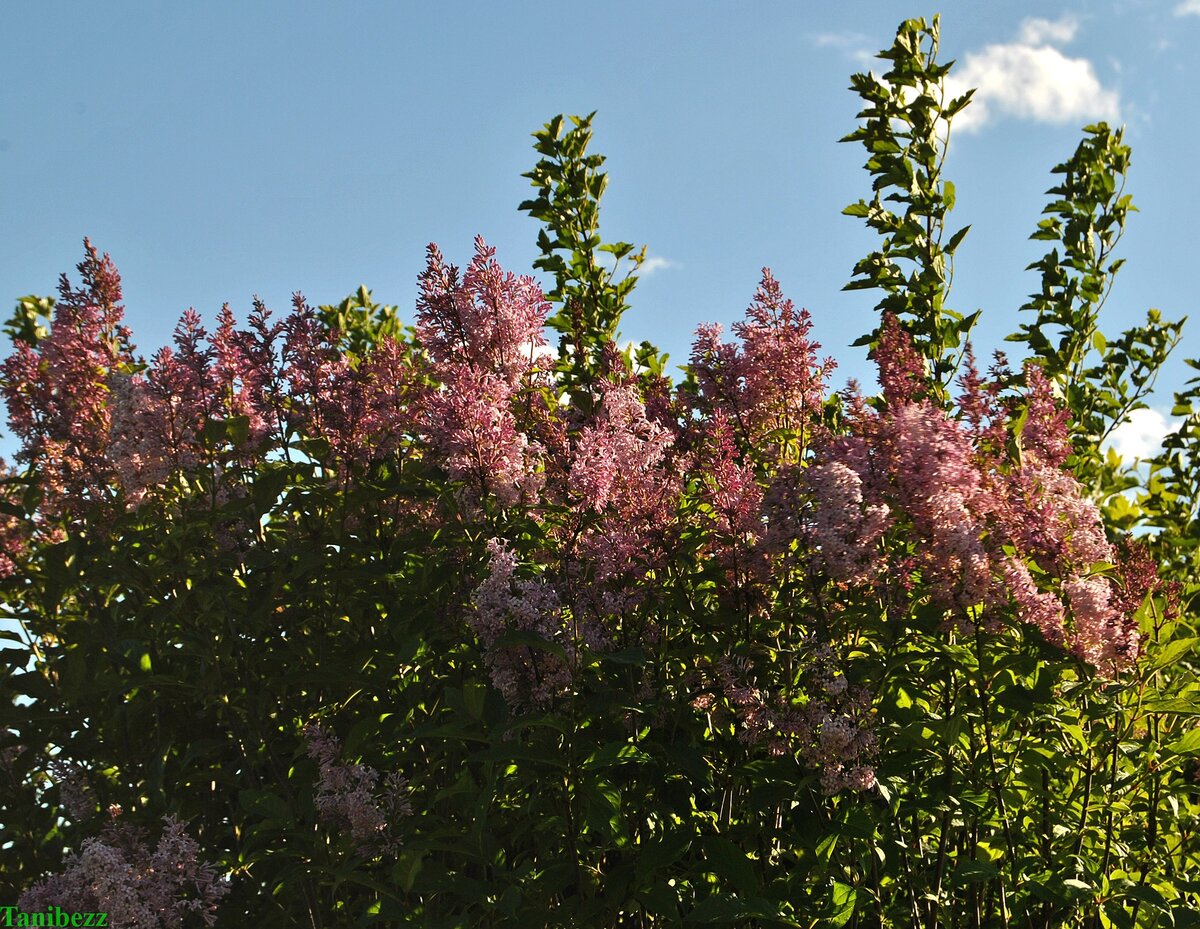 Сирень венгерская / Syringa josikaea