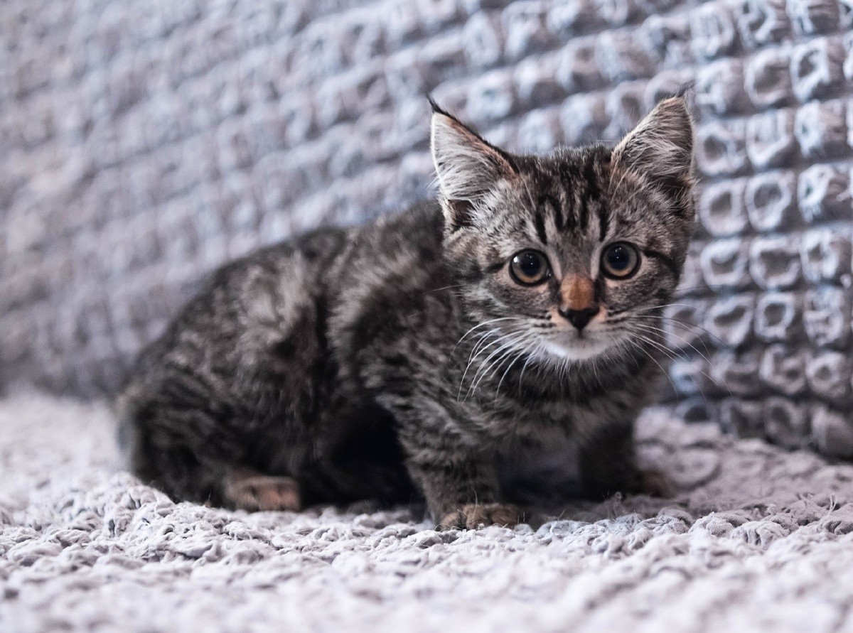 89623701652 Отдается с условием стерилизации и договора