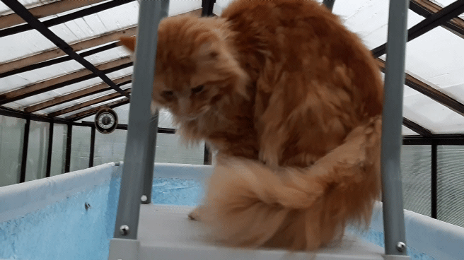 Мейн-кун Барсик. Всем ДО СВИДАНИЯ!!! 