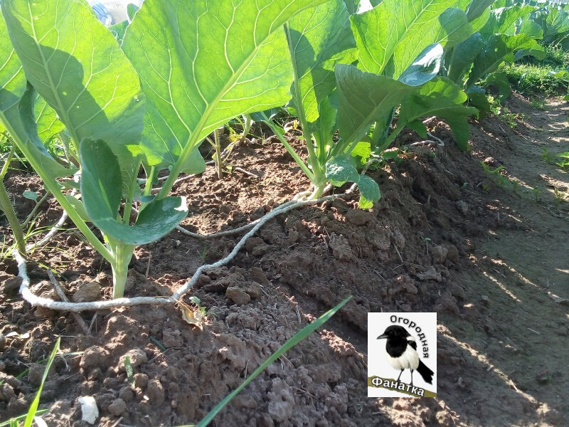 Веревку, замоченную в керосине, положила по периметру грядки, чтобы не было поползновений слизней с дорожек