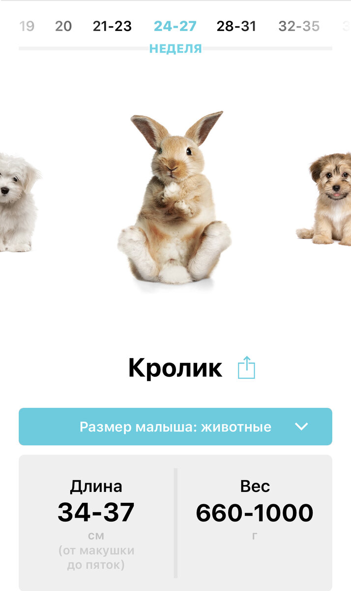 А вот таких два кролика у меня сейчас внутри