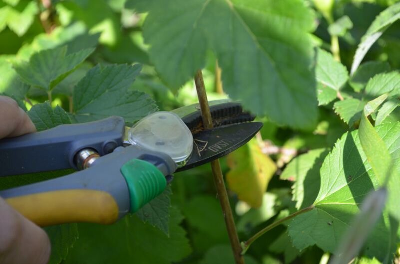 Обрезаю черенок.