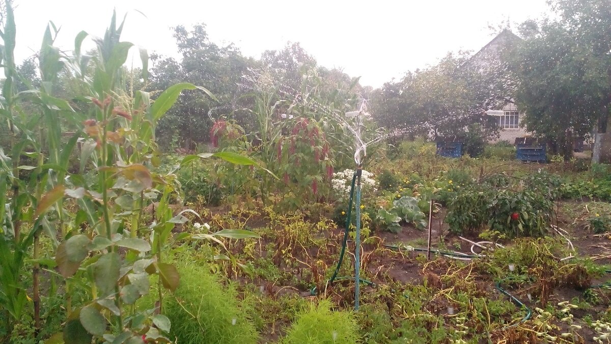 Вертушечный полив. Фото автора