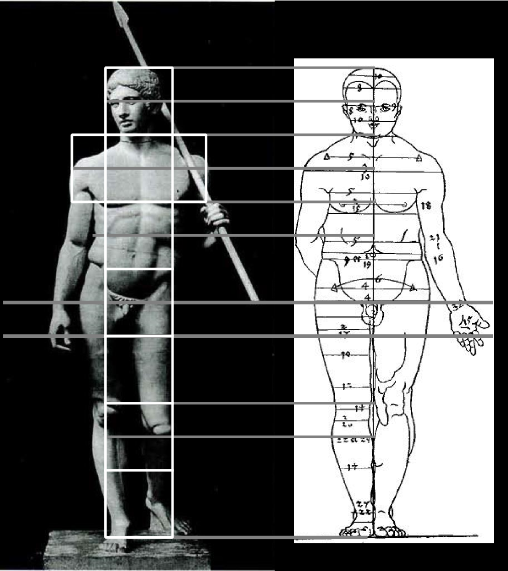 Сравнение пропорций "Дорифора" с рисунком Дюрера.