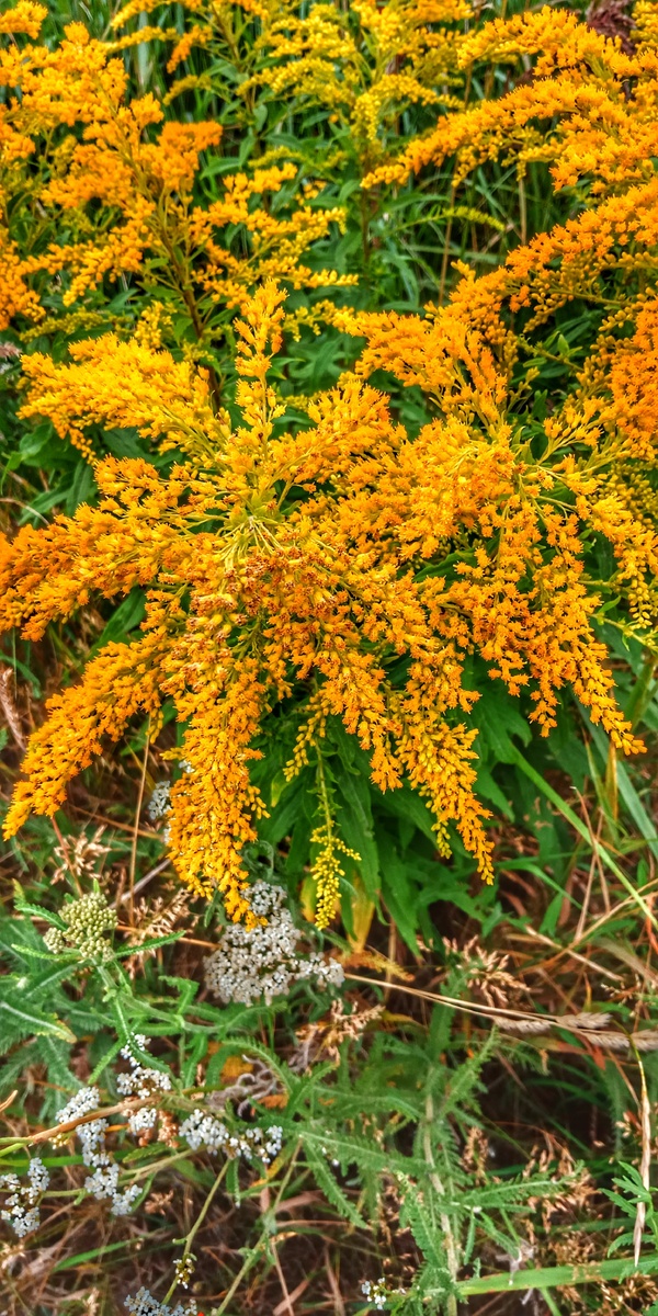 Золотарник обыкновенный, или золотая розга (Solidago virgaurea) - многолетнее травянистое растение из семейства астровые 