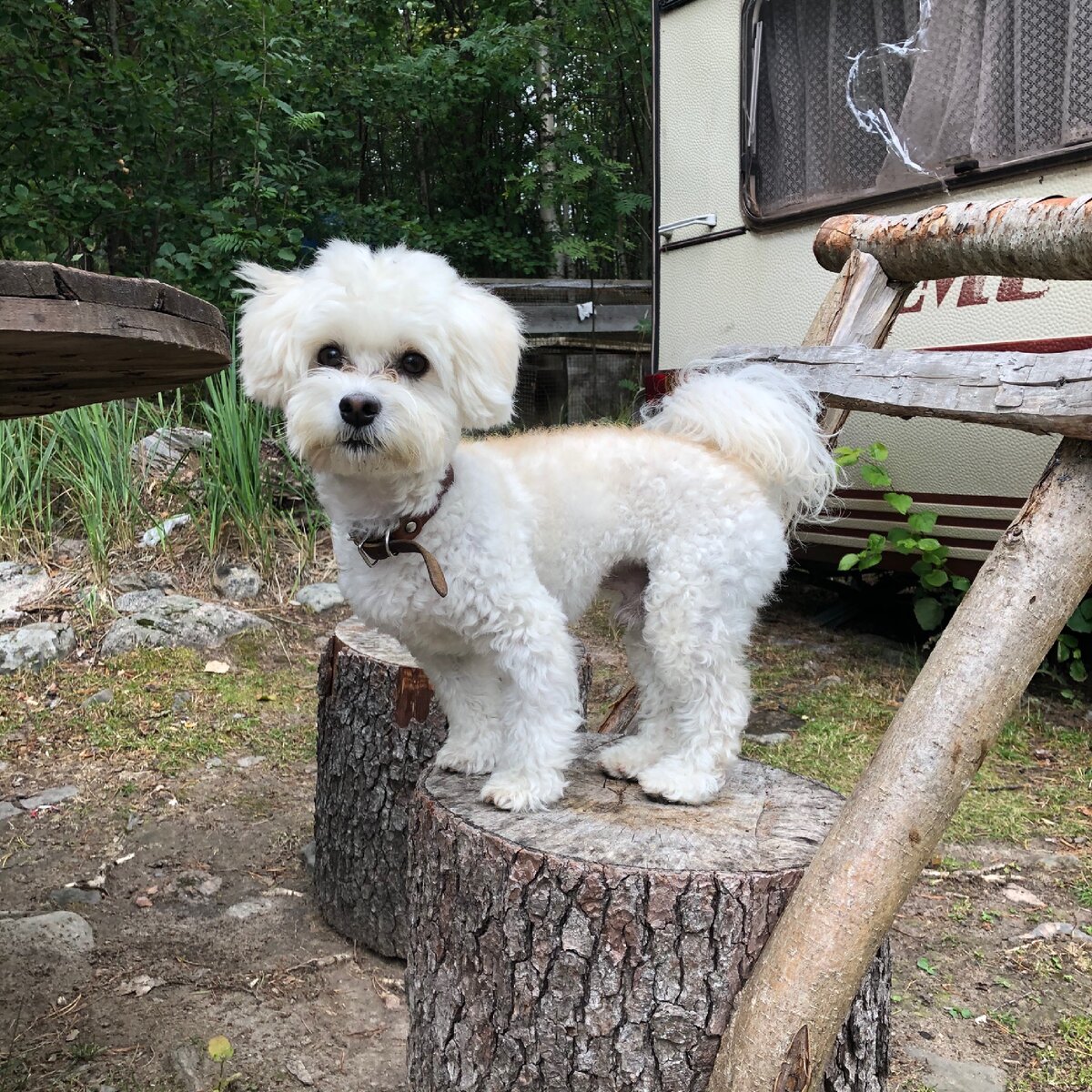 Присяду на пенек