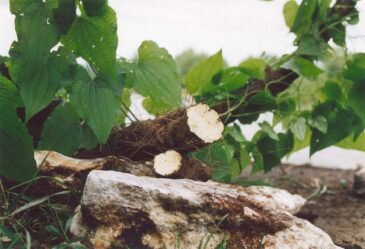 Адамов корень применяют в народной медицине для лечения суставов.