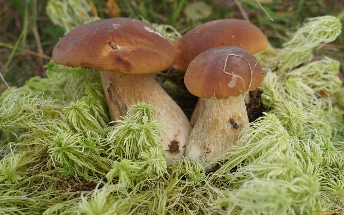 Фото из открытых источников. Точно такие росли у родителей прямо за огородом.