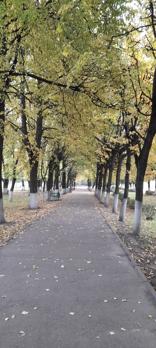 Красота! Бегать по такой аллее одно удовольствие!