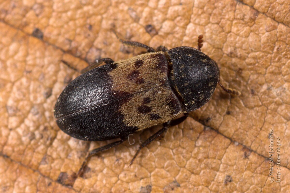 Как выглядит личинка жука кожееда, чем она опасна в квартире и как от таких личинок избавиться?