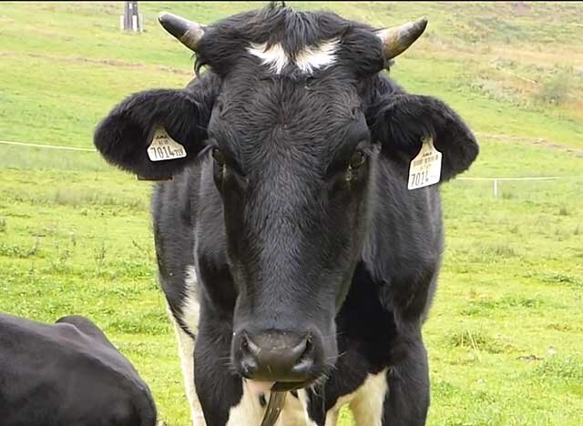 Свыше 300 лет назад была выведена голландская порода коров (она же фризская), относящаяся к молочному направлению животноводства.