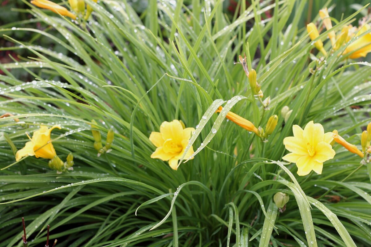 Лилейник. Фото автора