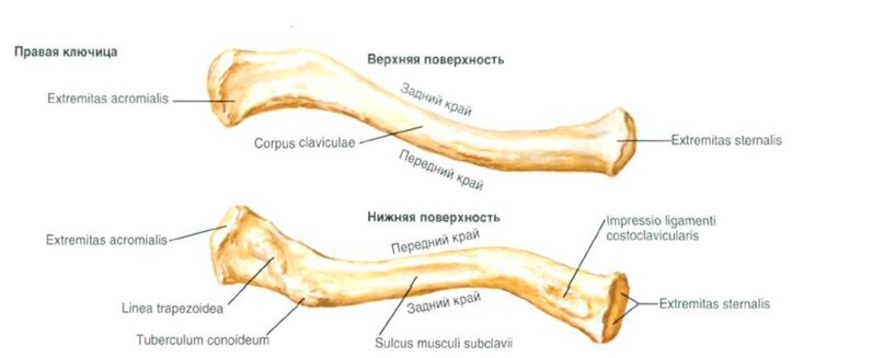 Ключица анатомия человека скелета