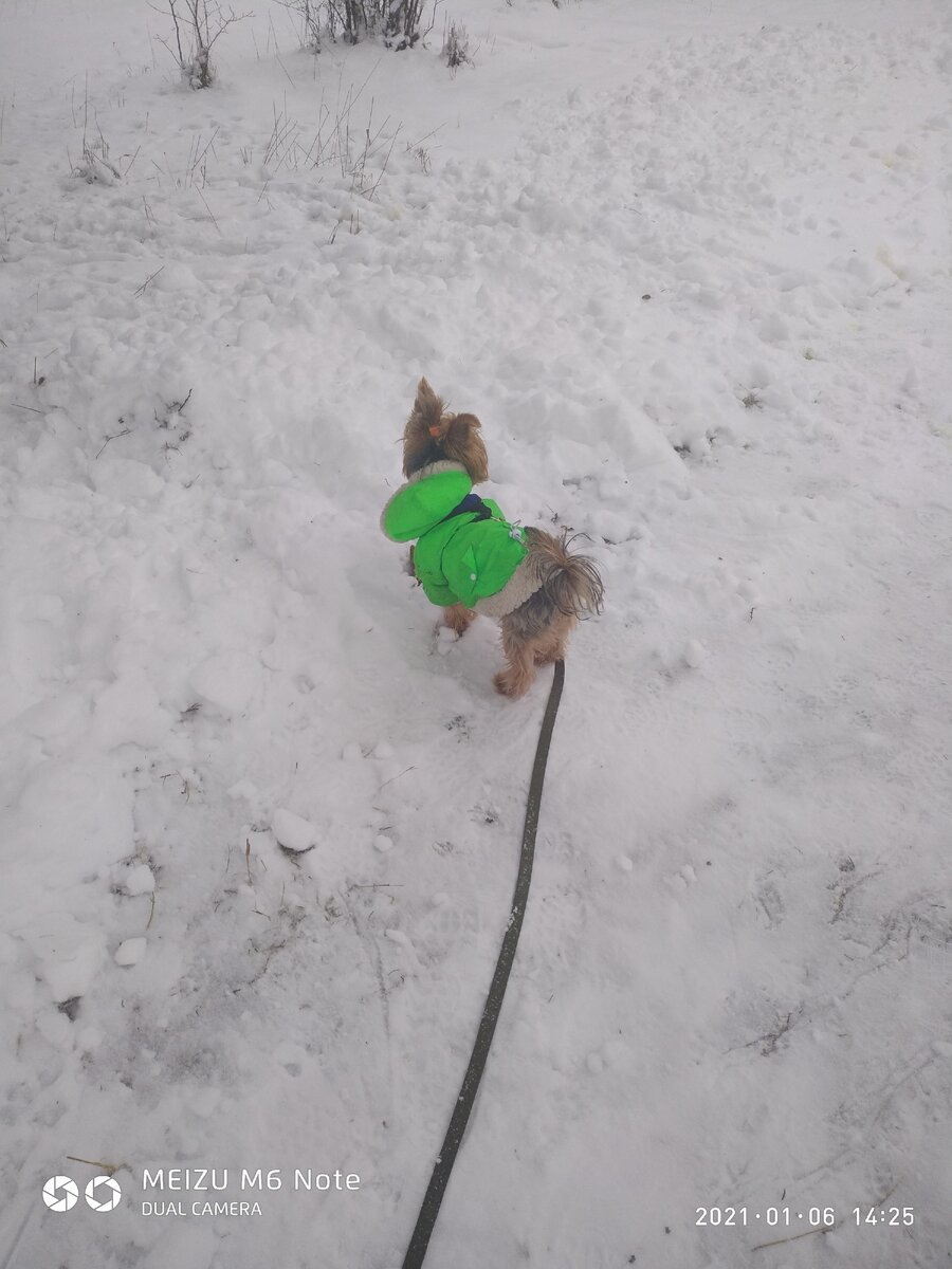 Йорк на сугроб забрался совсем не испугался...