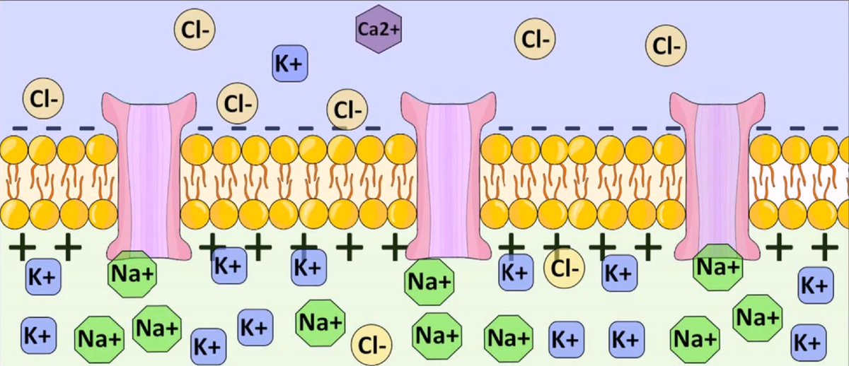 Мембрана нервной клетки. Источник: https://pikabu.ru/story/animatsiya_rabotyi_neyrona_6295564