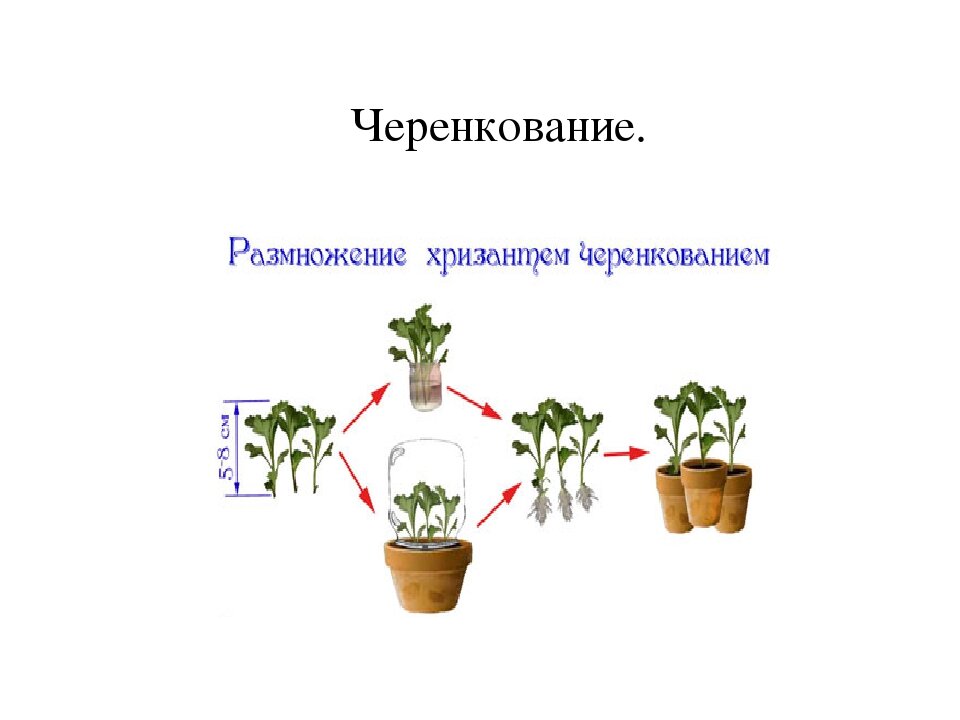 Черенкование хризантемы мультифлора. Хризантема мультифлора размножение. Хризантема комнатная размножение черенками. Укоренить черенки хризантем.