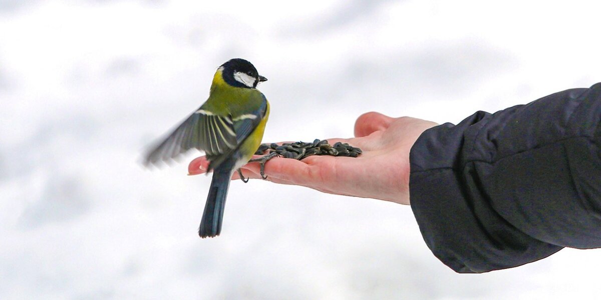Приручить синицу это прекрасный способ открыть дороги (Яндекс картинки)
