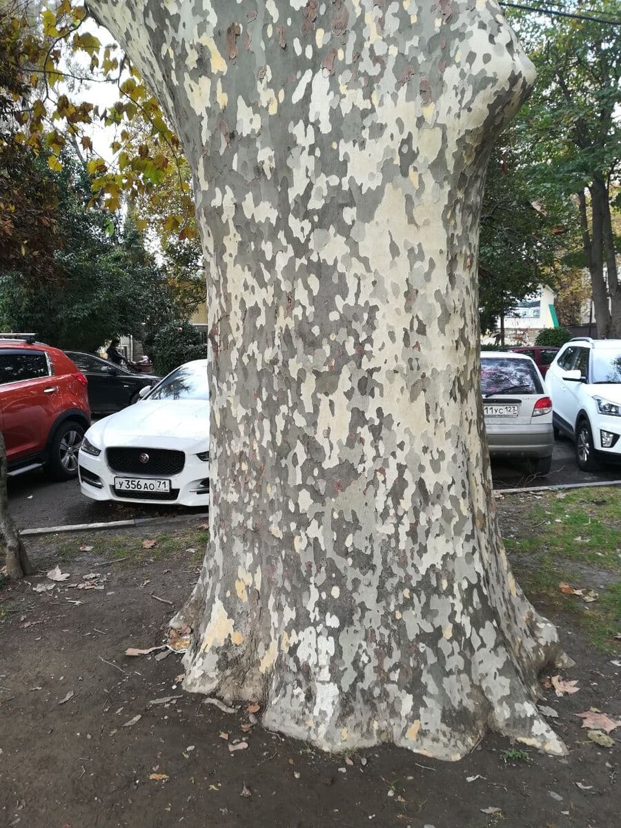 Прекрасное дерево на фоне уродливой парковки